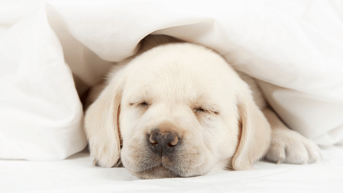 sleeping-doggy