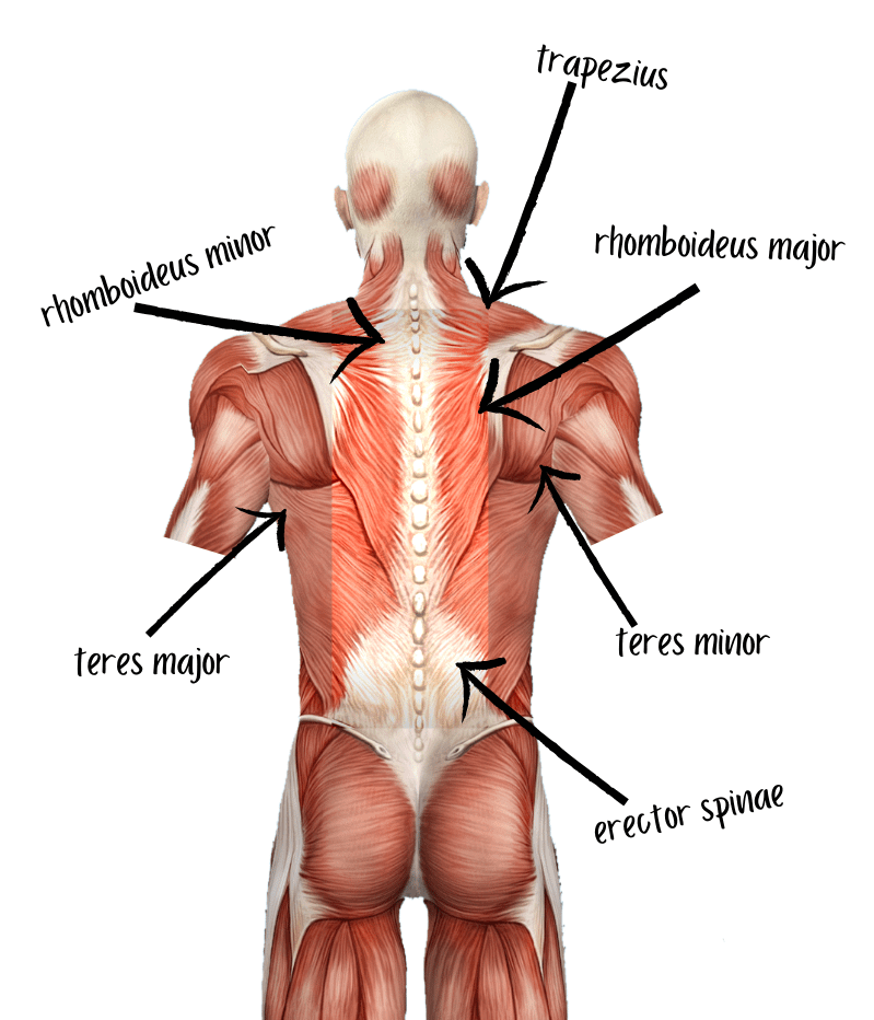 anatomy of the back